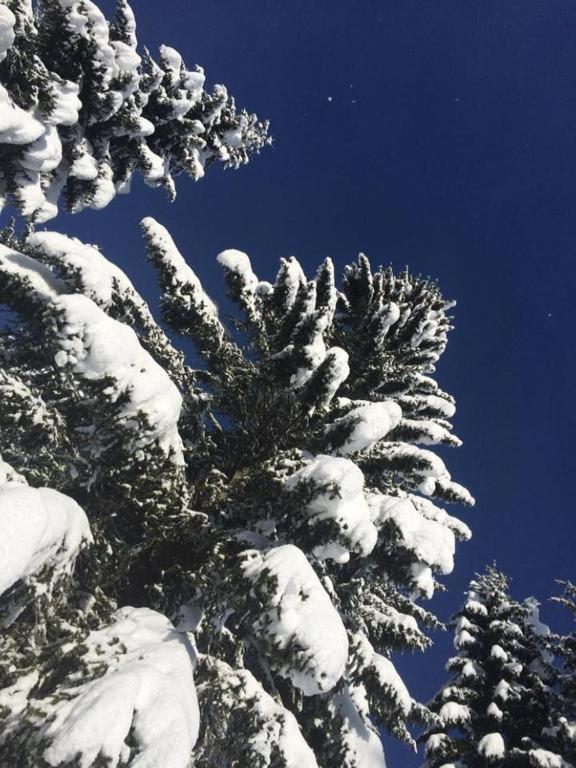 Chalet Stara Jelka Pokljuka Zgornje Gorje Zewnętrze zdjęcie